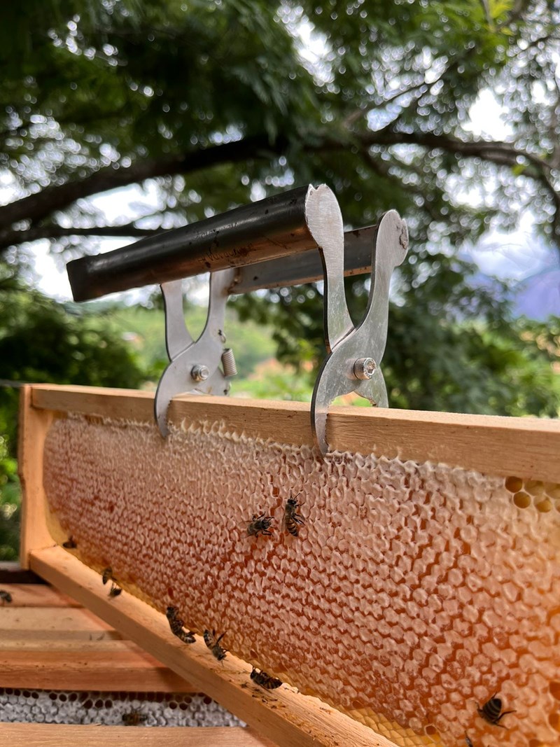SEAG - Produção de mel no Espírito Santo cresce 13,46%