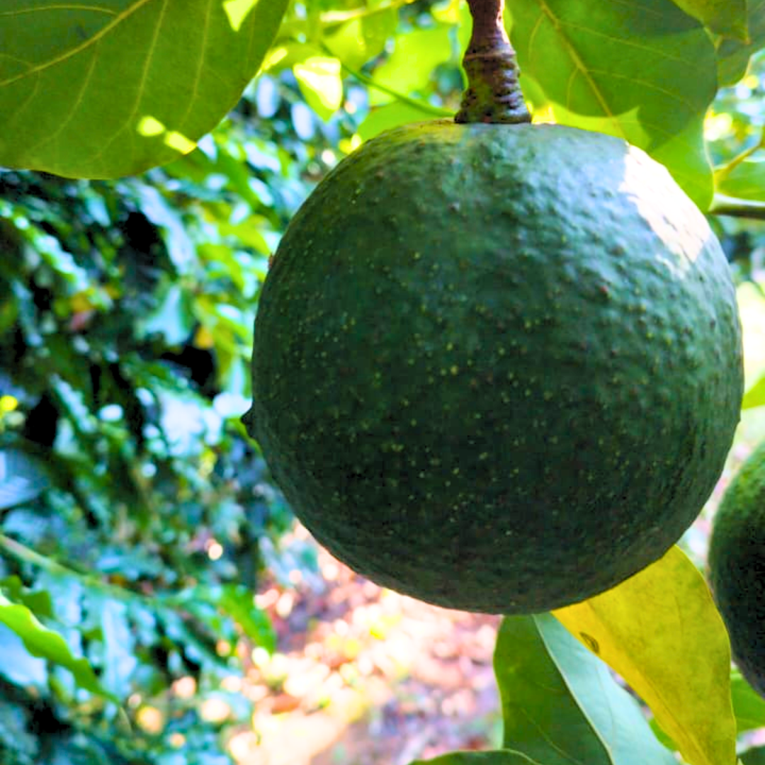 POST MATÉRIA NO FEED (9)|||Fotógrafo:Thiago Douro