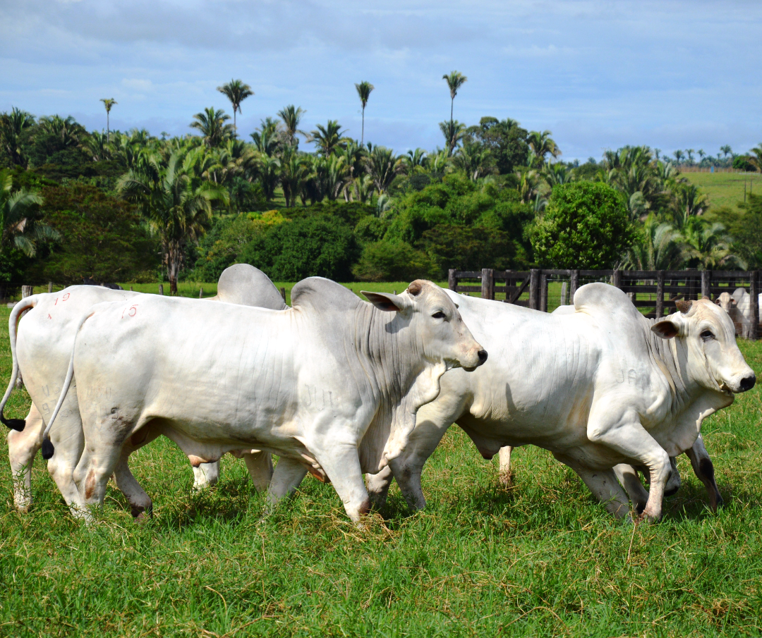 boi-gado-corte-nelore|||Fotógrafo:Reprodução/Internet