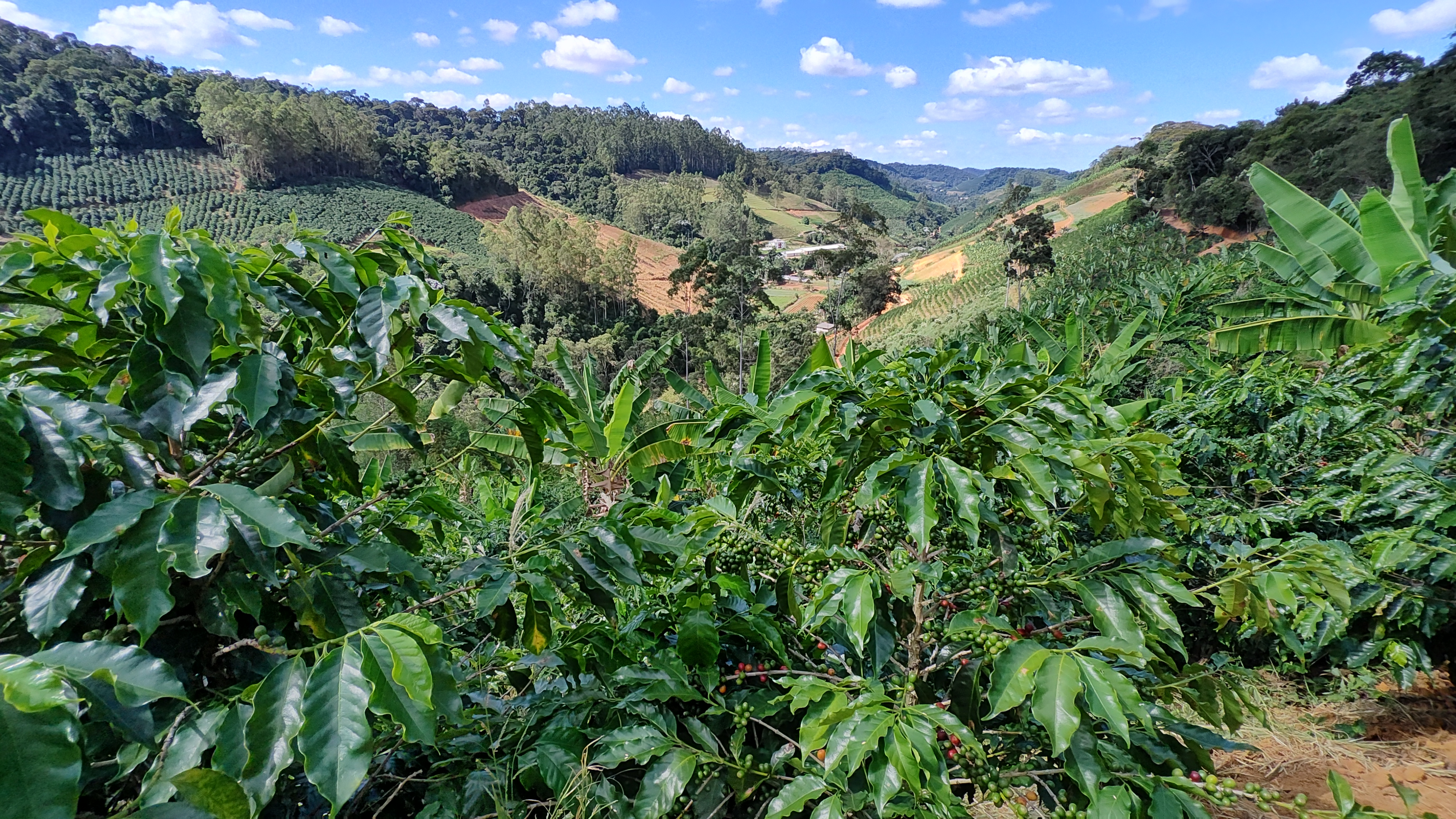 lavoura-cafe-arabica-regiao-serrana-capixaba