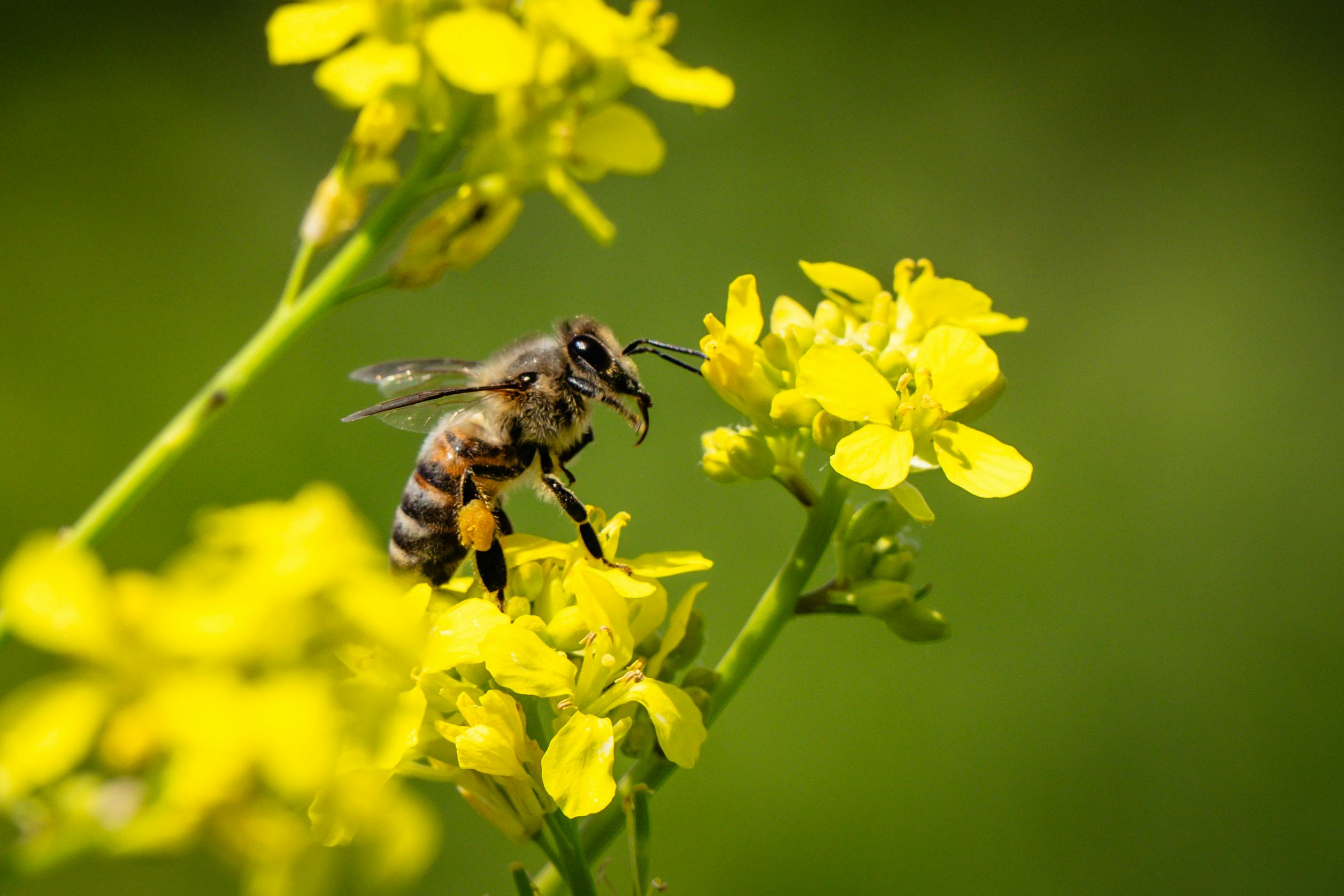 Dia Mundial das Abelhas: polinizadoras são aliadas indispensáveis da agricultura capixaba|||Fotógrafo:Pexels