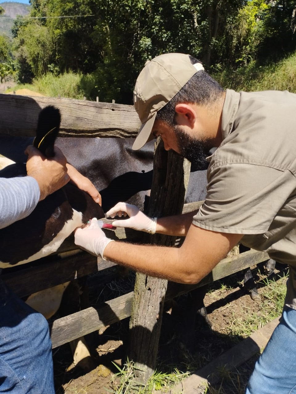 sorologia-febre-aftosa-exame-medico-veterinario-idaf|||Fotógrafo:Arquivo/Idaf