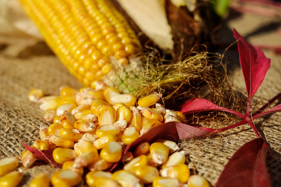 corn-1722285_960_720