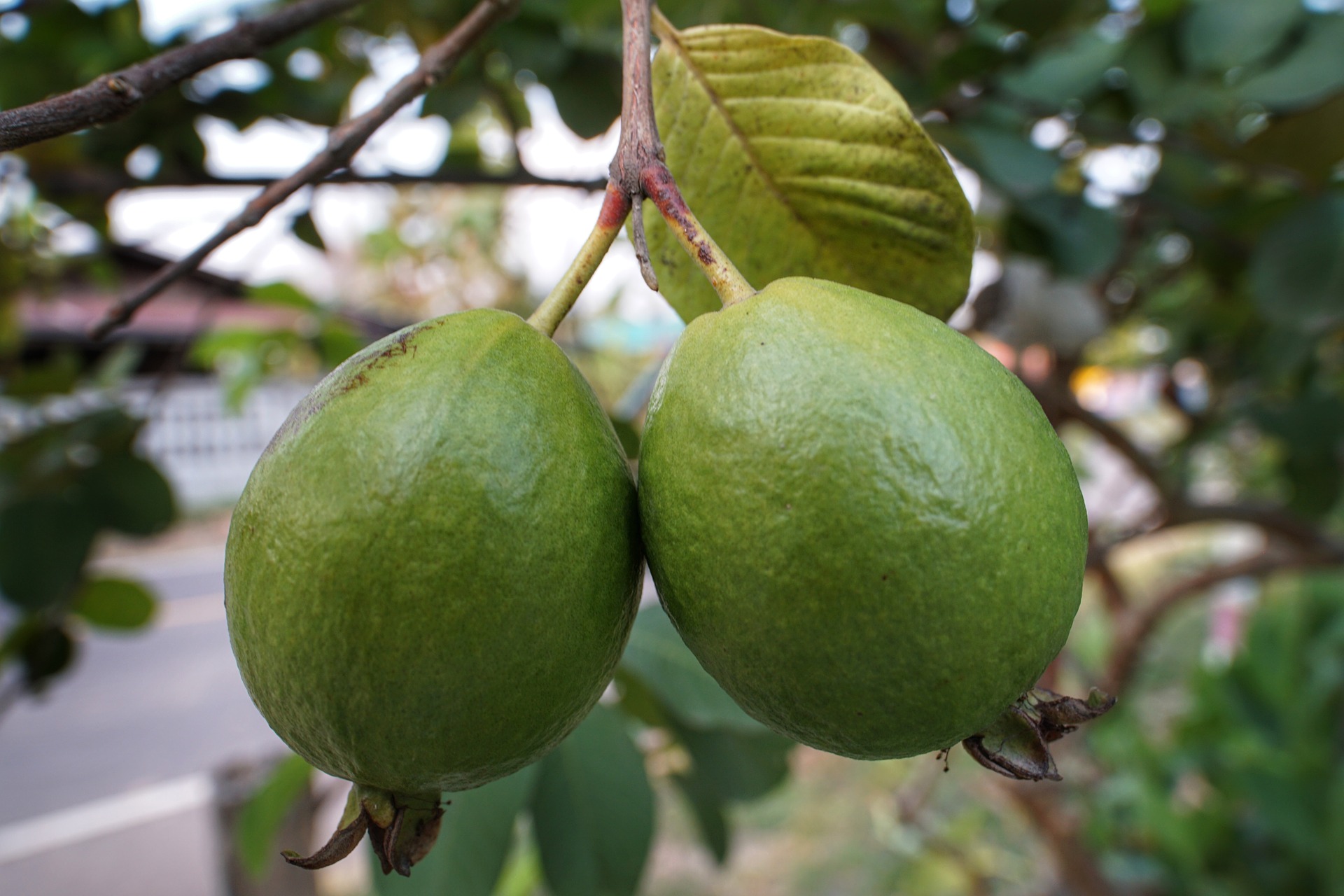guava-3351709_1920