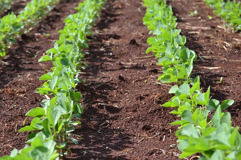 soybeans-4019684_960_720
