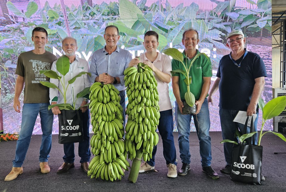 Nova variedade de banana do Incaper é lançada em Alfredo Chaves