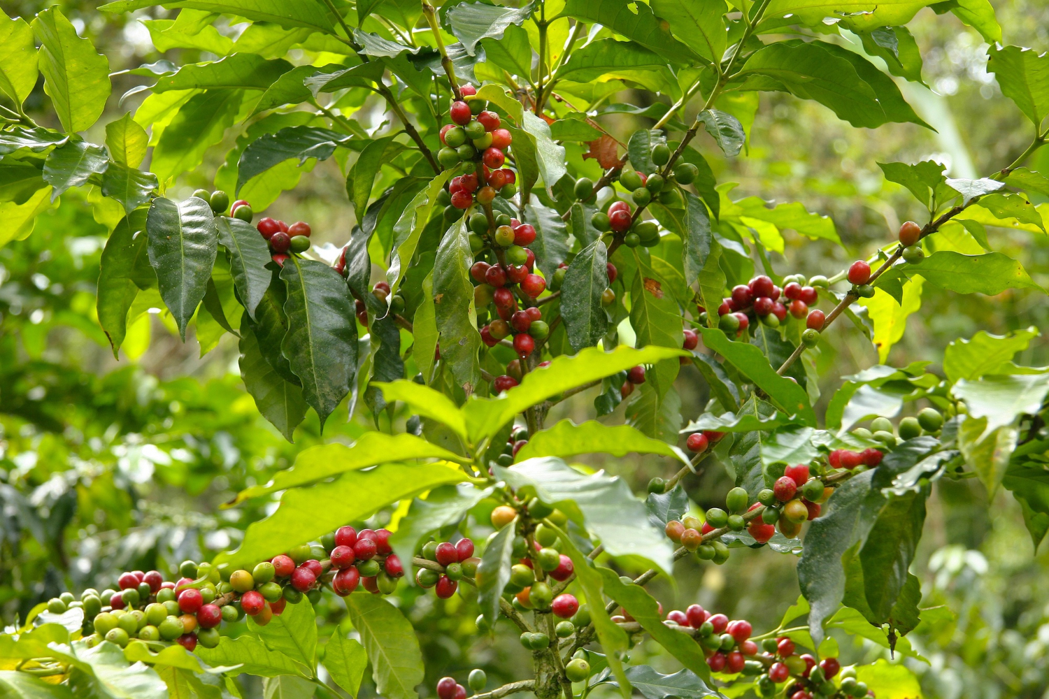 27035 (1)|||Fotógrafo:Freepik