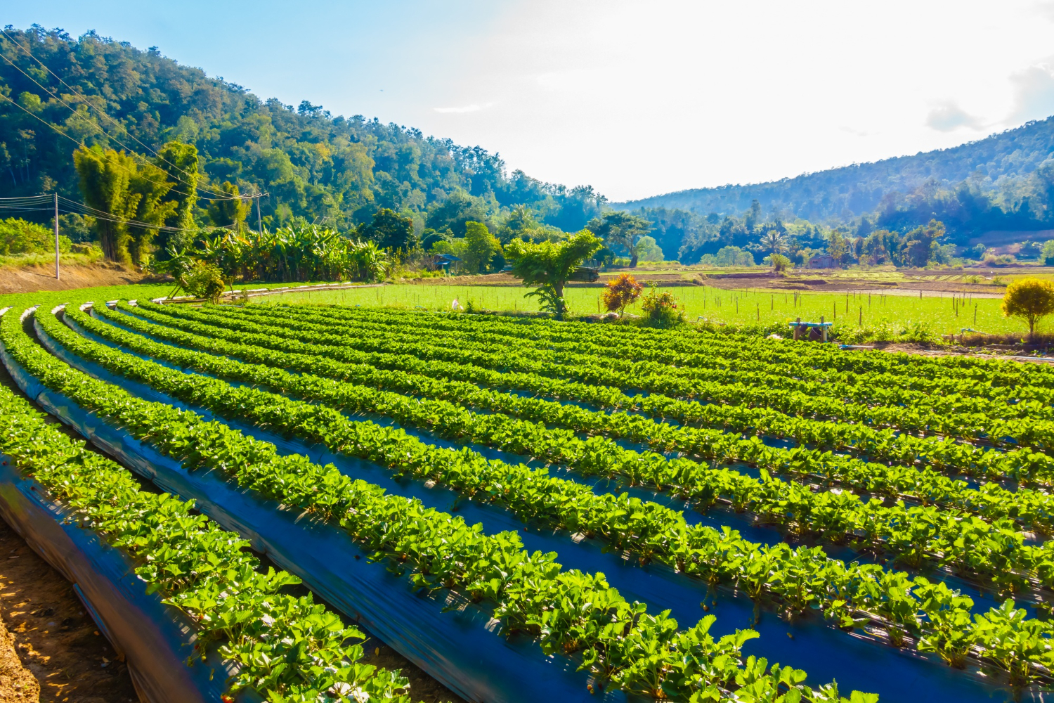 Dia Nacional da Agricultura celebra avanços e programas que fortalecem o agro capixaba|||Fotógrafo:Freepik