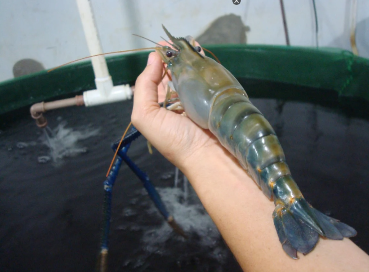 Camarão-gigante-da-Malásia