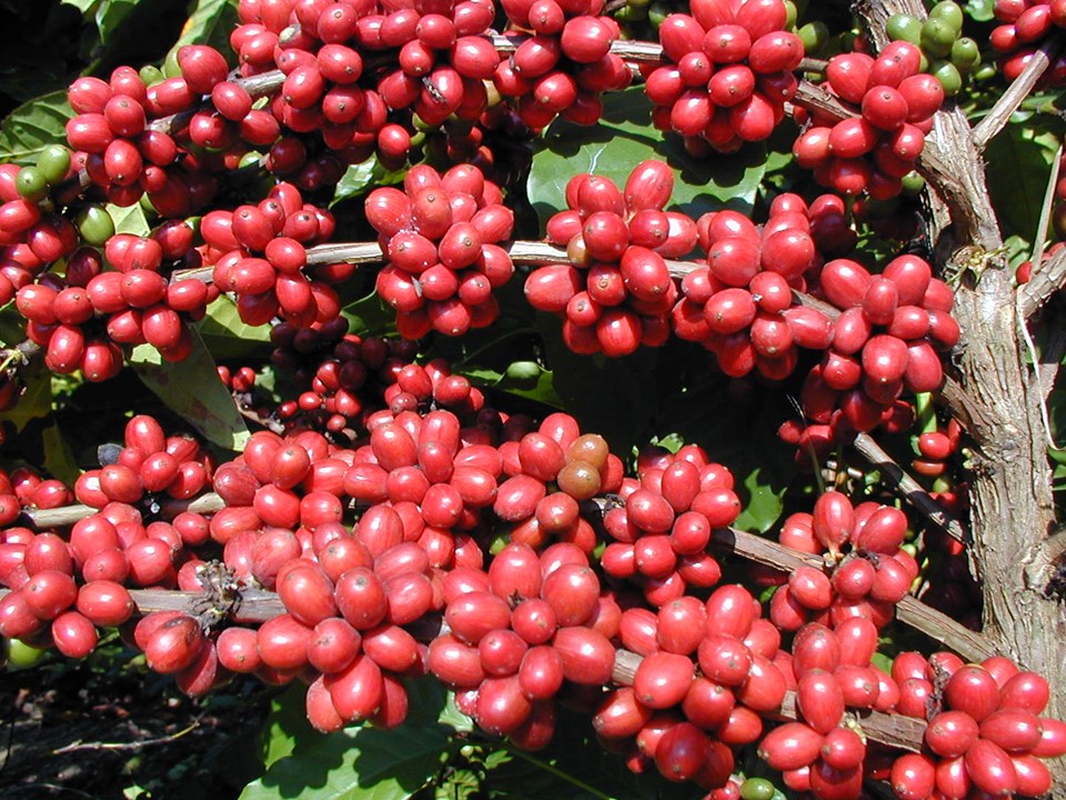 Espírito Santo dá início à colheita do café conilon com evento em Jaguaré