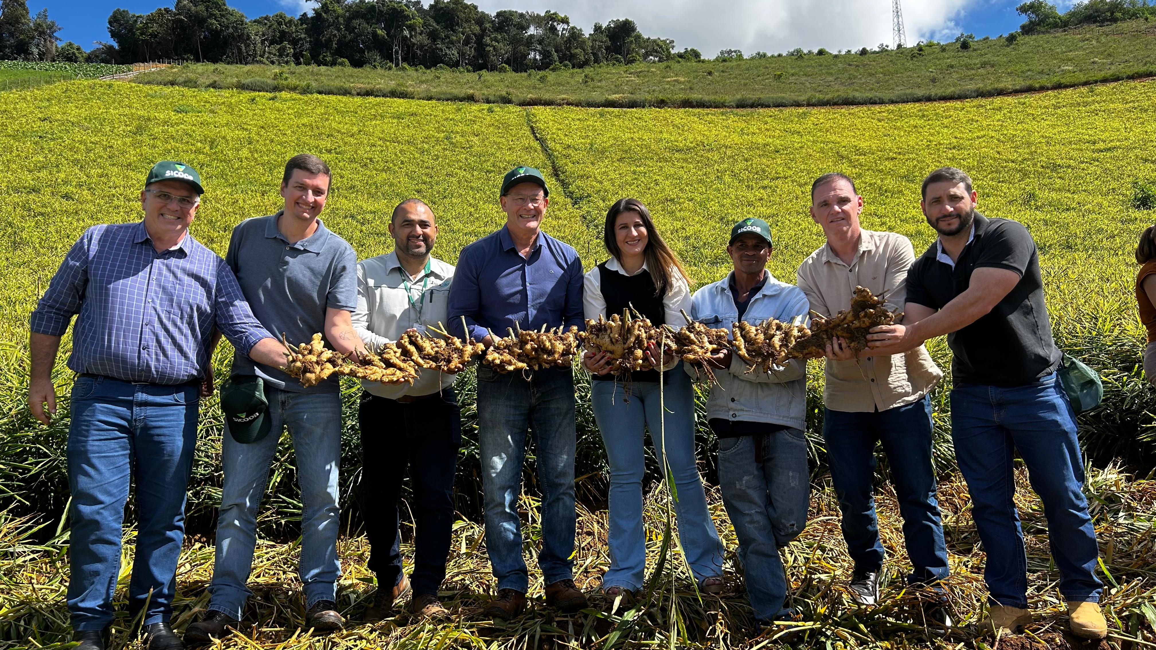 Espírito Santo dá início à colheita do gengibre da safra 2025. Foto Henrique Fajoli - Seag (2)-1|||Fotógrafo:Henrique Fajoli/Seag