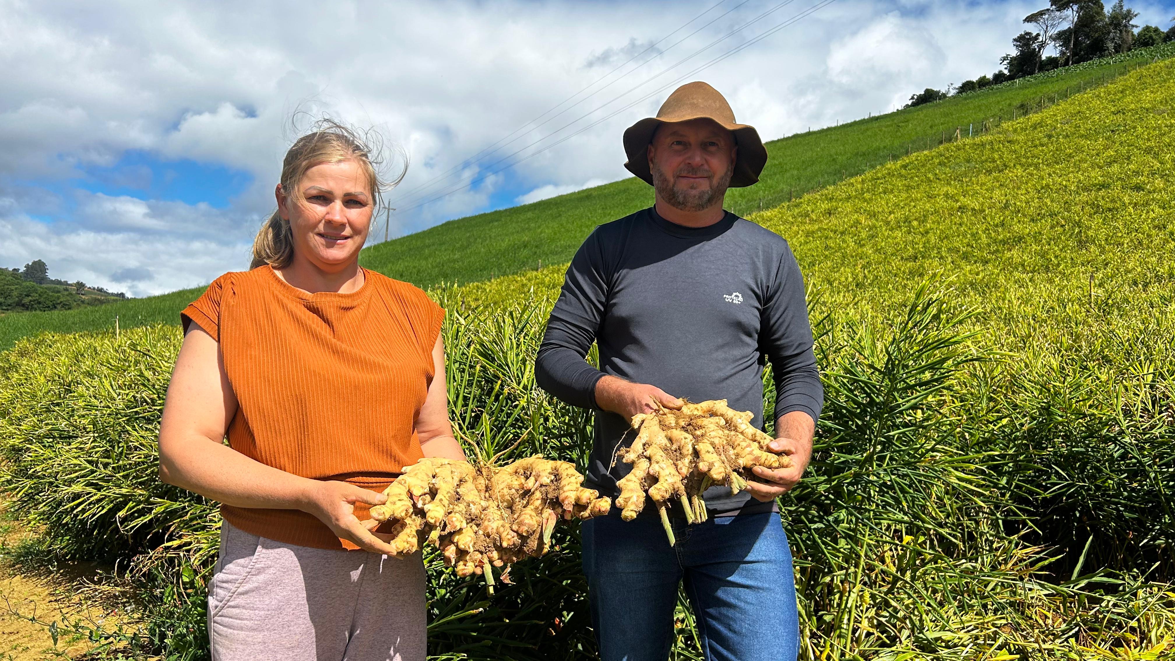 Espírito Santo dá início à colheita do gengibre da safra 2025. Foto Henrique Fajoli - Seag
