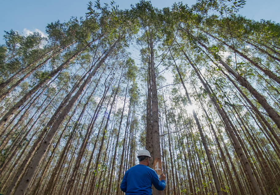 Expedição Silvicultura. Foto Portal Expedição Silvicultura |||Fotógrafo:Portal Expedição Silvicultura 