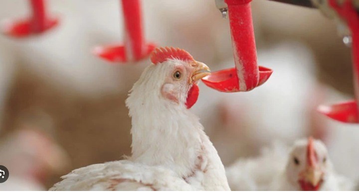 Chile reconhece o Espírito Santo como zona livre da Doença de Newcastle|||Fotógrafo:ASSCOM/Idaf