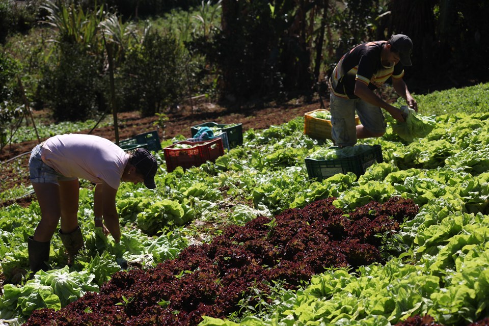 Agricultura familiar