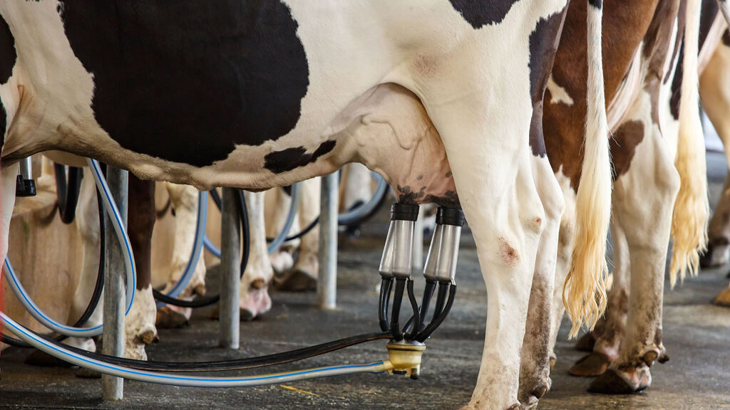 Dia Mundial do Leite