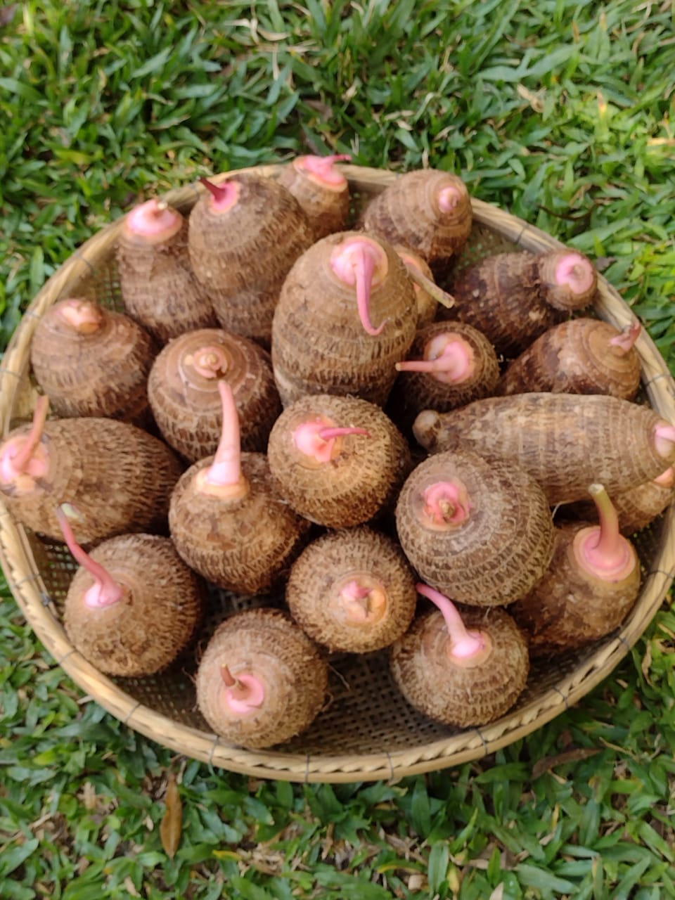 WhatsApp Image 2024-03-13 at 11.37.05|||Fotógrafo:Acervo pessoal