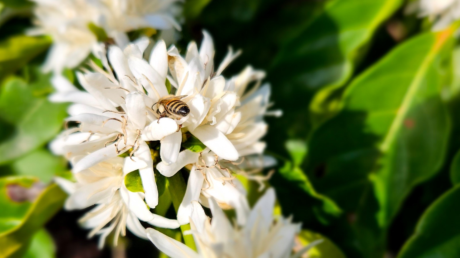 Espírito Santo: moldando o futuro da cafeicultura com sustentabilidade -  inovação e logística integrada|||Fotógrafo:Asscom/Seag