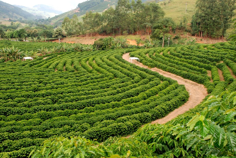 Seag participa do Conexão Caparaó e leva debate sobre sustentabilidade do café a Dores do Rio Preto