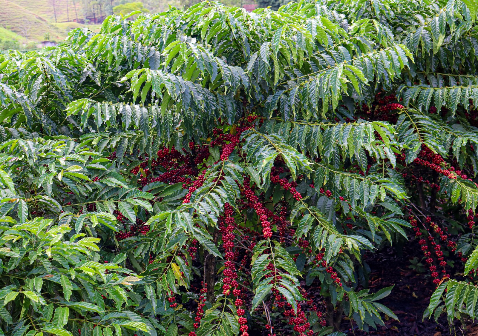 Lavoura de café|||Fotógrafo:Freepik