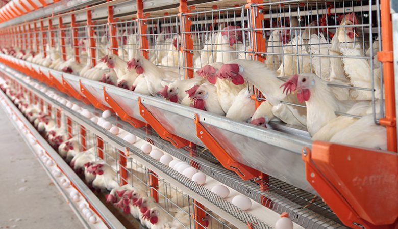 Dia Internacional do Ovo|||Fotógrafo:Freepik