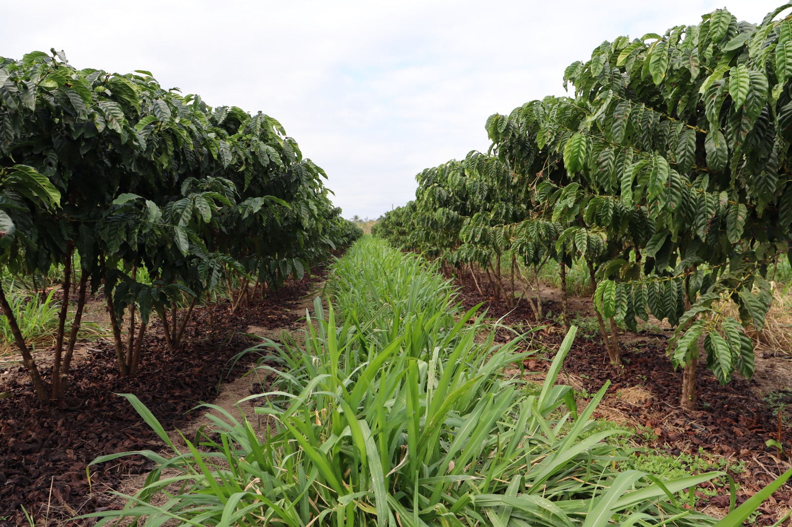 Inscrições abertas para o 1º Simpósio INOVAGRO 2025|||Fotógrafo:Erica Frank/Seag