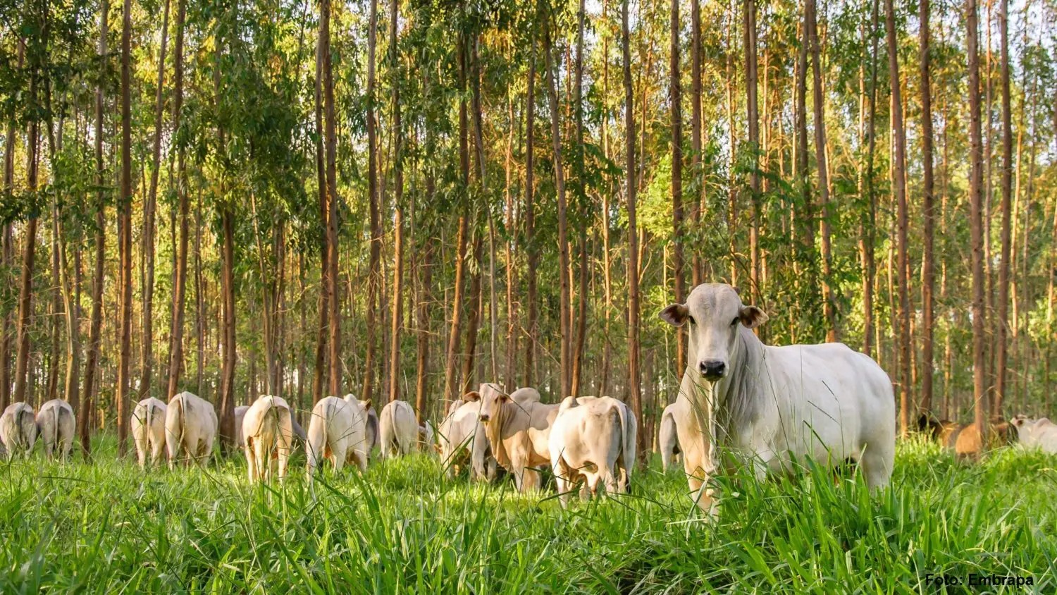 Dia Nacional do Boi destaca força da pecuária capixaba na economia e no campo