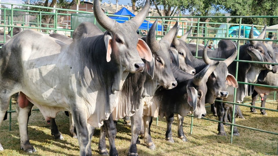 Feiras do Pró-Genética introduziram mais de 800 touros melhoradores no rebanho do Espírito Santo|||Fotógrafo:Anderson Marim