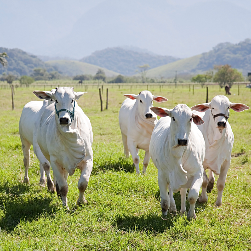 Últimos dias para atualização cadastral do rebanho no Idaf|||Fotógrafo:ASSCOM/Idaf