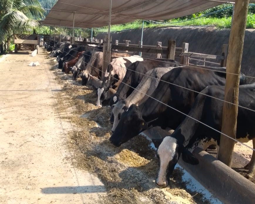 7º TecLeite – Espírito Santo apresenta inovações para a alimentação do gado leiteiro e aborda a sucessão familiar na pecuária|||Fotógrafo:Renan Fonseca