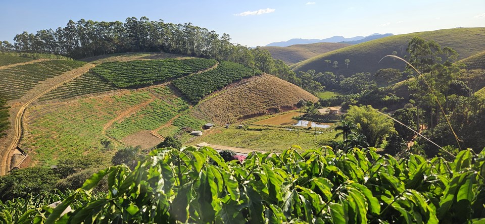 Melhoramento genético desenvolvido pelo Incaper amplia rendimento -  qualidade e resistência das lavouras no Espírito Santo