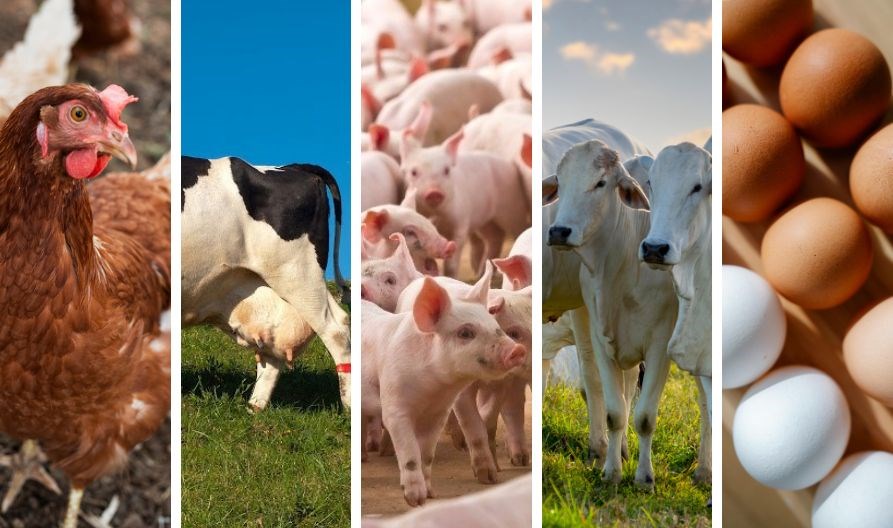 Produção animal no Espírito Santo