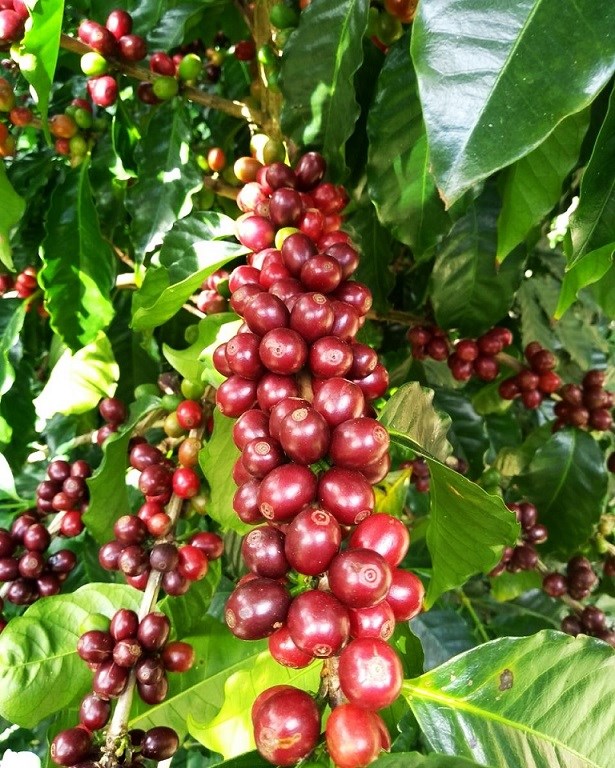 colheita de café arábica no Espírito Santo|||Fotógrafo:Fabiano Tristão