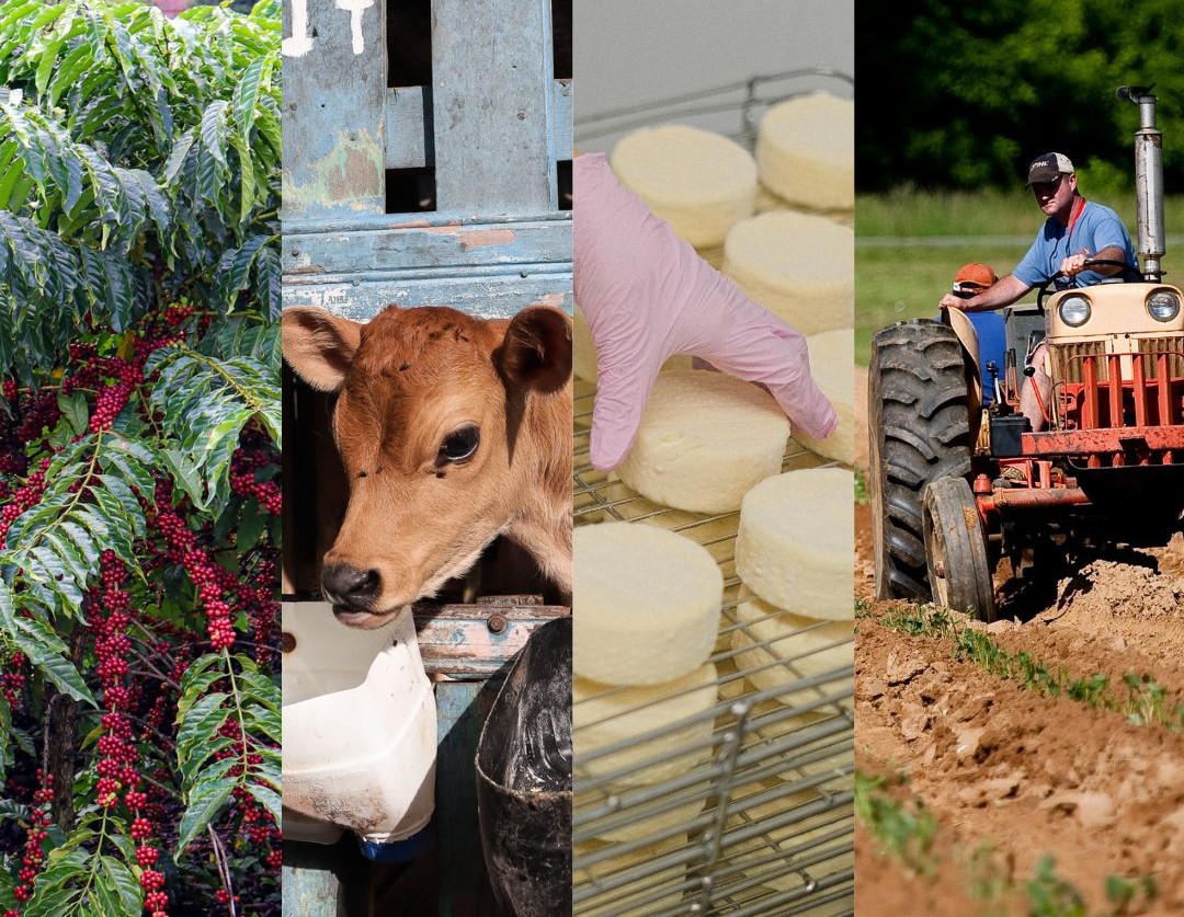 Espírito Santo bate recorde de crédito rural na safra 2024/2025 com alta de 23 - 6%