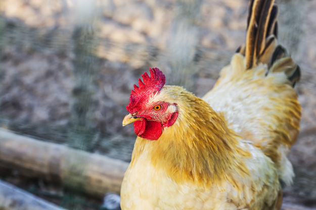 hen-animal_1205-862