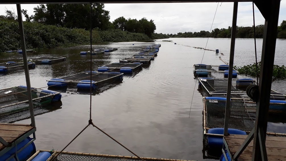 sao_mateus_tilapia_seag_governo_incaper
